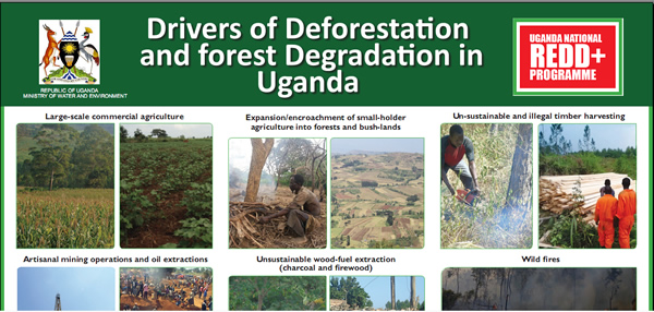 Drivers of Deforestatin and Forest Degradation in Uganda
